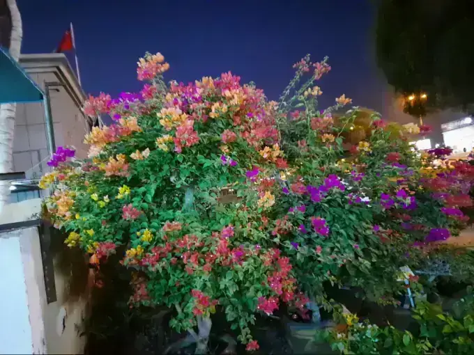 Bougainvillea