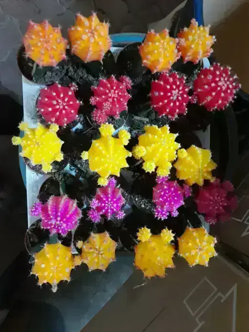 Other nursery stock available at Wadi Al Lawami nursery, Oman