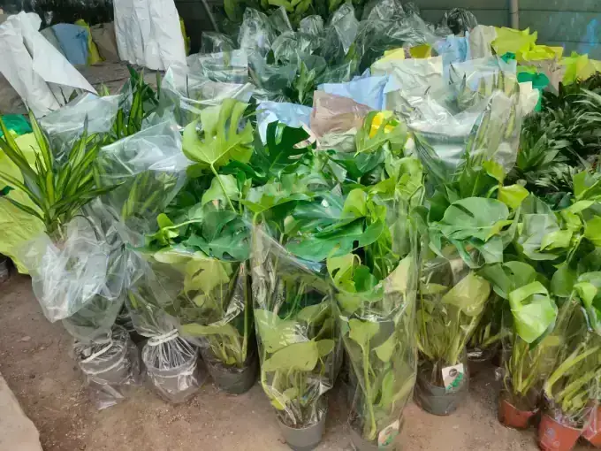 Mixed Indoor Plants (Bulk Dispatch)