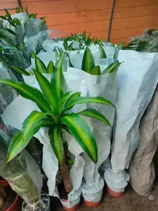 Dracaena spp. Nursery Stock
