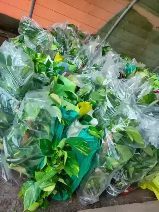Anthurium & Mixed Foliage