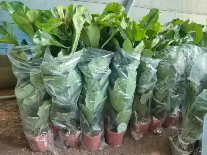 Philodendron & Anthurium Bundles