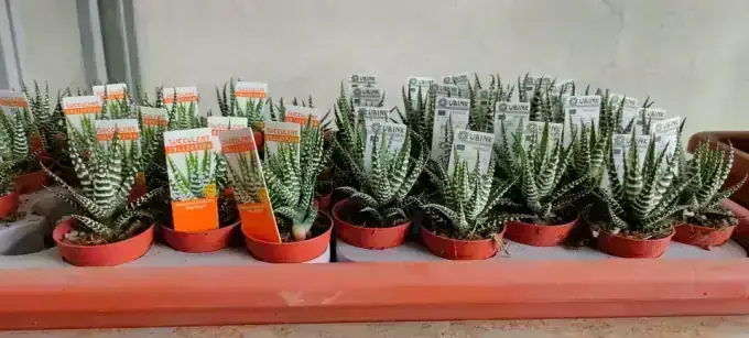 Snake Plant
