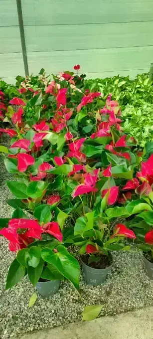 Flowering plants available at Wadi Al Lawami nursery, Oman