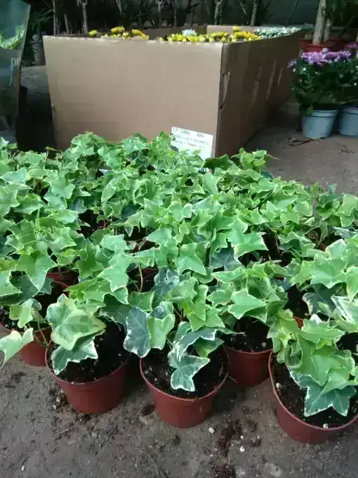 Shrubs and groundcovers available at Wadi Al Lawami nursery, Oman