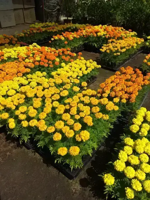 Seasonal plants available at Wadi Al Lawami nursery, Oman